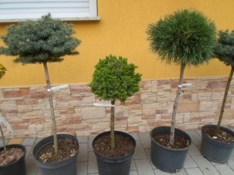 Törzses fenyő oltványok eladók- több fajta, több méret Törzses fenyő oltványok eladók- több fajta, több méret