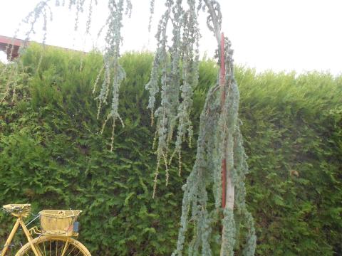 Atlasz cédrus csüngő ágú, kékes lombszínű, több méretben Atlasz cédrus csüngő ágú, kékes lombszínű, több méretben