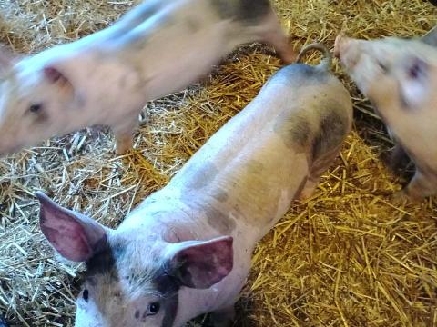 Választási malacok Eladók Választási malacok Eladók