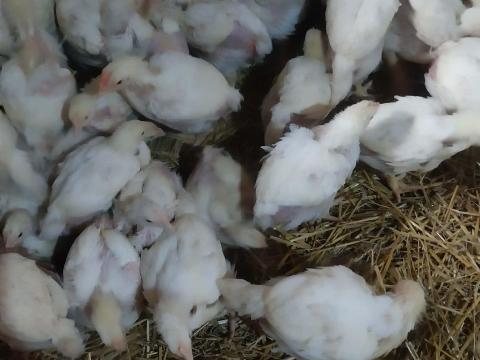 Fehér húshibrid csirke Fehér húshibrid csirke