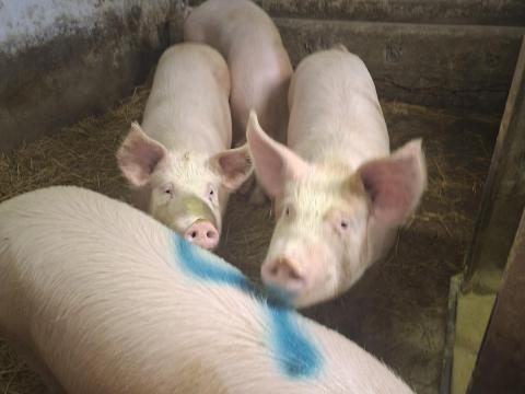 Magyar fehér hízók eladók