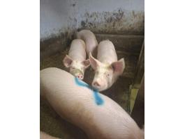 Magyar fehér hízók eladók