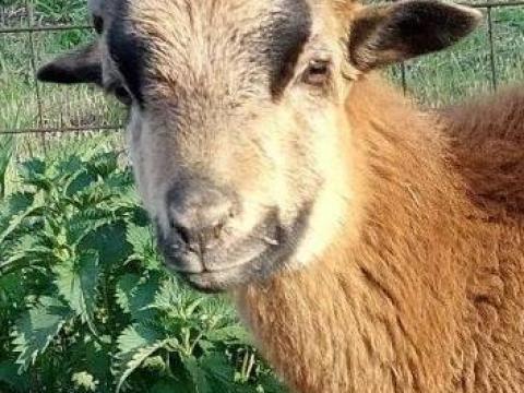 Kameruni kos bárány eladó Kameruni kos bárány eladó