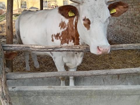 Magyartarka-kékbelga tehén bikaborjúval eladó Magyartarka-kékbelga tehén bikaborjúval eladó