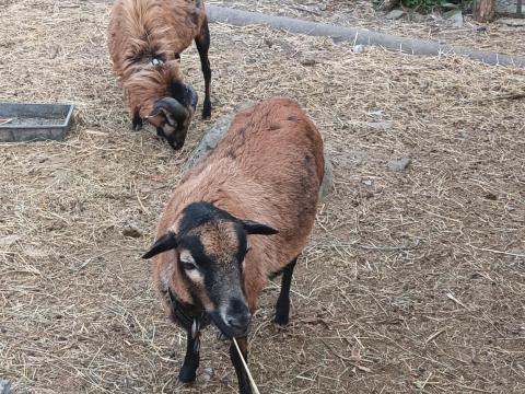 Kameruni juh pár eladó vagy cserélhető Kameruni juh pár eladó vagy cserélhető