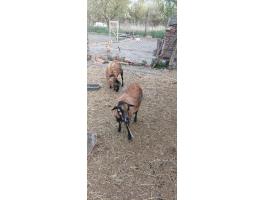 Kameruni juh pár eladó vagy cserélhető