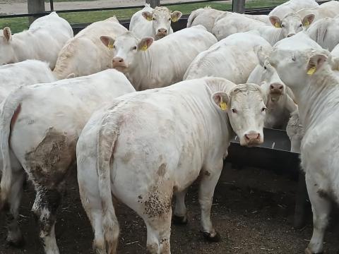 Eladó 42 db Charolais vemhes üsző Eladó 42 db Charolais vemhes üsző
