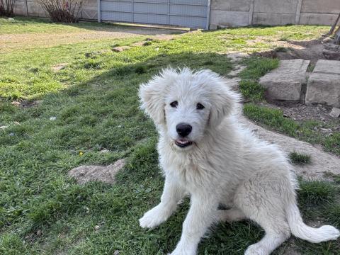 Ingyen elvihető - kuvasz-komondor kan kölykök, 3,5 hónaposak Ingyen elvihető - kuvasz-komondor kan kölykök, 3,5 hónaposak