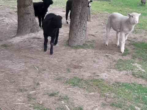 Eladó kisbárányok