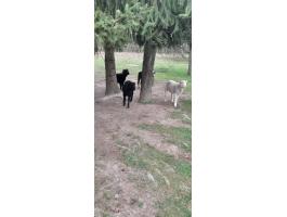 Eladó kisbárányok