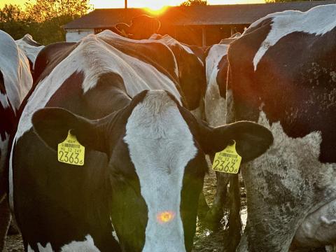 Holsteinfríz tehén Holsteinfríz tehén