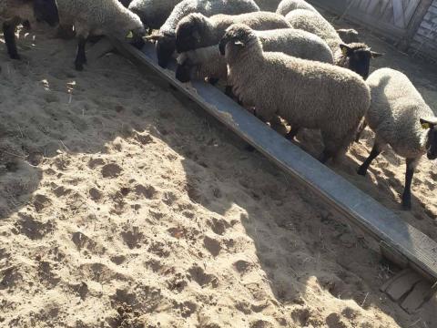 Őshonos cigája törzskönyves jerkék eladók Őshonos cigája törzskönyves jerkék eladók