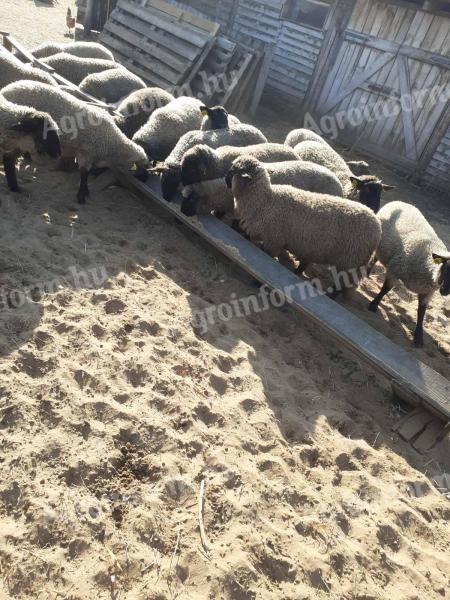 Őshonos cigája törzskönyves jerkék eladók