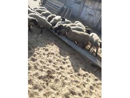 Őshonos cigája törzskönyves jerkék eladók