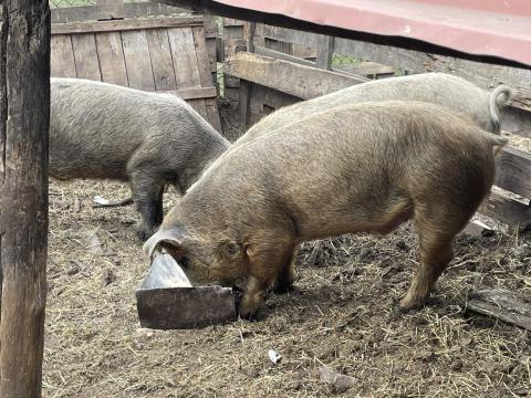 Ártány hízók Cegléd Ártány hízók Cegléd
