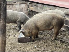 Ártány hízók Cegléd