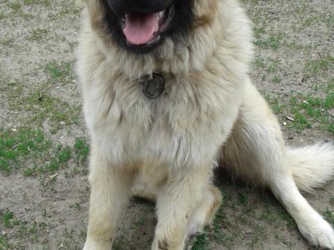 Sarplaninai jellegű juhászkutya, hét hónapos, költözne Sarplaninai jellegű juhászkutya, hét hónapos, költözne