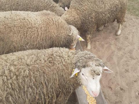 Ille de France A minősítésű, import szülőktől származó törzskönyves kosok eladók Ille de France A minősítésű, import szülőktől származó törzskönyves kosok eladók