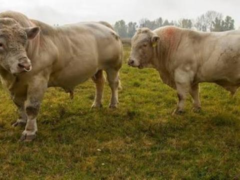 Juh, és szarvasmarha gondozói állást keresek ottlakásal Juh, és szarvasmarha gondozói állást keresek ottlakásal