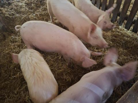 Tanyasi malacok költöznének