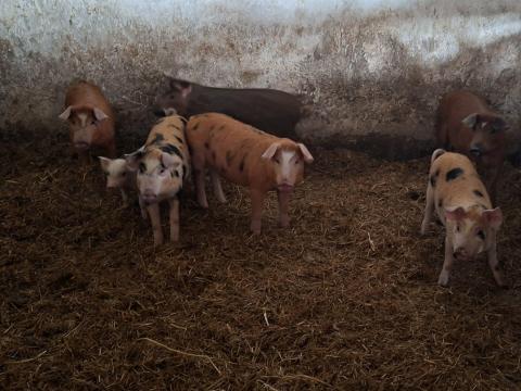 Tanyasi malacok költöznének