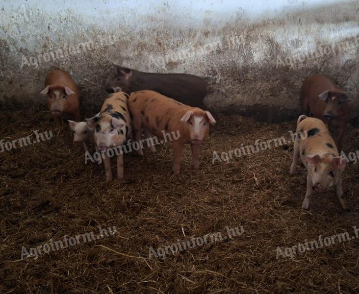 Tanyasi malacok költöznének