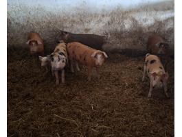 Tanyasi malacok költöznének