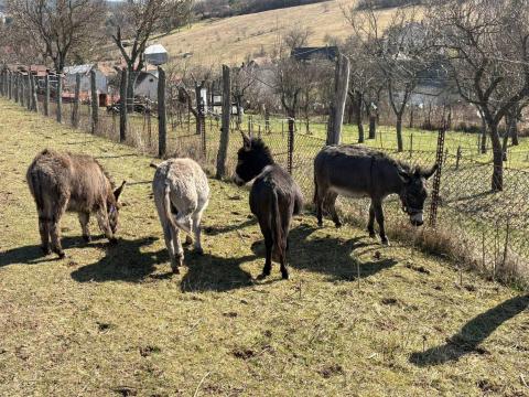 Mediterrán mini szamár