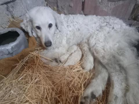 3 db pár napos kuvasz kiskutya elvihető 8 hét után (kb. június 18-tól) Kiskunfélegyházáról