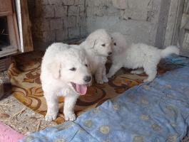 5 hetes gyönyörű tanyasi kuvasz kiskutyák Kiskunfélegyházán