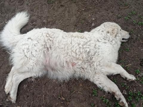 Kuvasz kiskutyák április végi születéssel elvihetők (kb. júniusban) Kiskunfélegyházáról