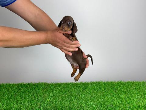 Törzskönyves Törpe tacskó kiskutya