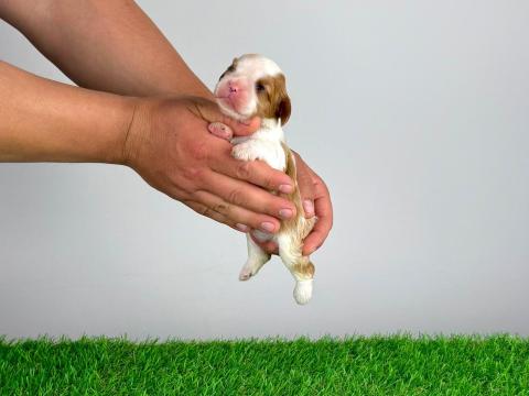 Törzskönyves Cavalier King Charles Spániel kiskutya
