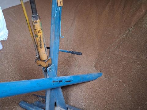 Búza, kukorica eladó Búza, kukorica eladó