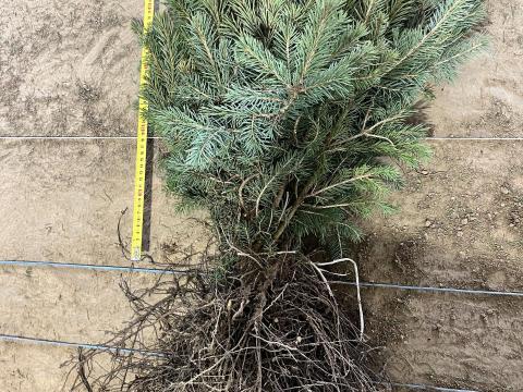 Lucfenyő csemete, Nordmann és ezüstfenyő csemete eladó – Kiváló minőség, közvetlenül a termelőtől