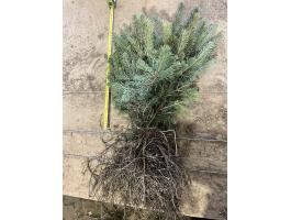 Lucfenyő csemete, Nordmann és ezüstfenyő csemete eladó – Kiváló minőség, közvetlenül a termelőtől