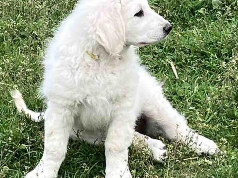 Törzskönyves 10 hetes kuvasz kölyök