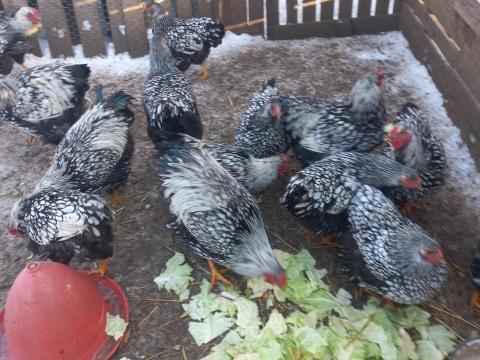 Eladò Wyandotten csibe