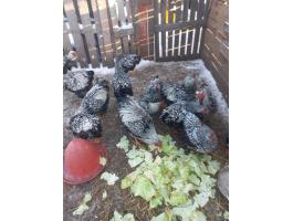 Eladò Wyandotten csibe