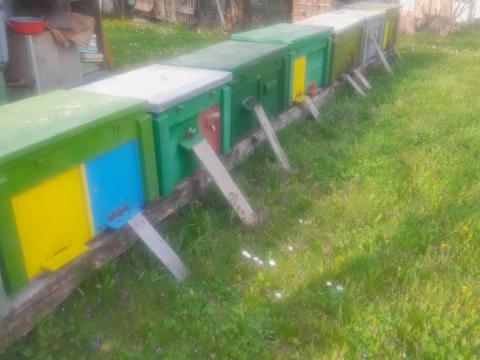 Nagyboconádi méhcsaládok