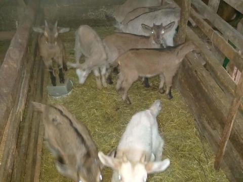 Eladó kiskecske és anyakecske