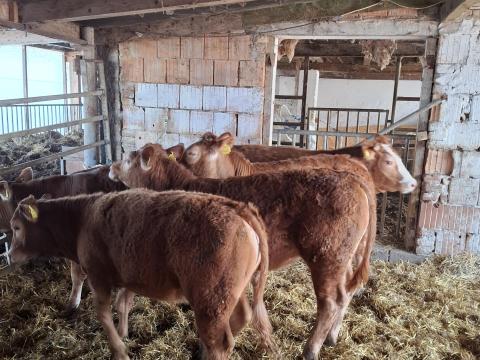 Nővendék bika,  üsző borjak eladók