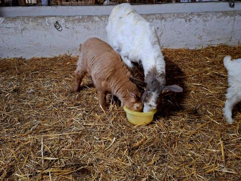 Keverék szarvatlan búr kecskék eladók