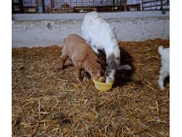 Keverék szarvatlan búr kecskék eladók