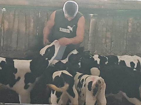 Holstein napos borjúkat vennék