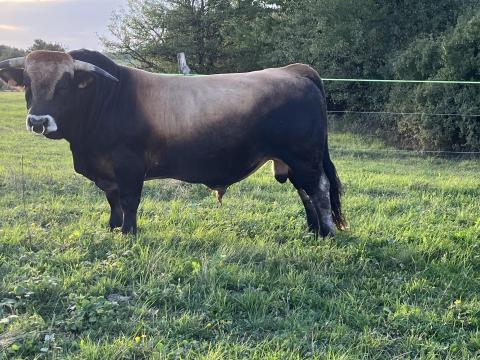 Aubrac tenyészbikák eladók