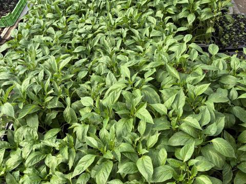 Paprika palánta eladó