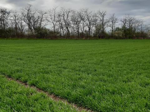 Termőföld Kisszálláson