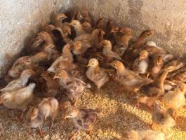 Csibék eladók tetra sl x kettőshasznu