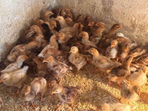 Csibék eladók tetra sl x kettőshasznu